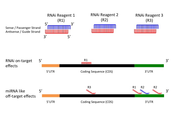  microRNA (miRNA)-like effects
        can be count as of such effects that seed regions of RNAi reagents bind to mostly 3UTR and generate false
        positive results (see figure 1).