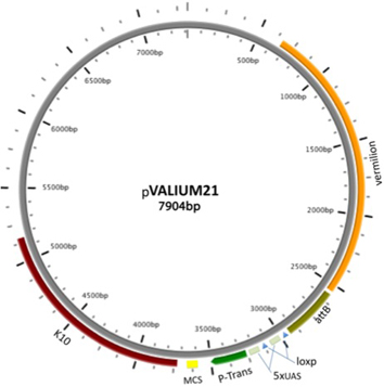 VALIUM21