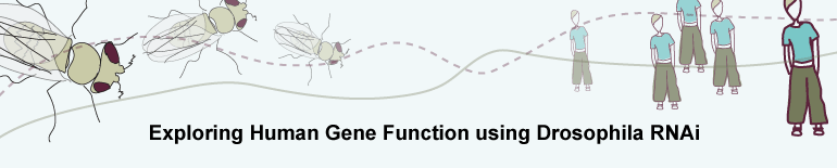 Exploring Human Gene Function using Drosophila RNAi