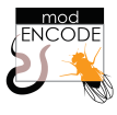 The modENCODE Project