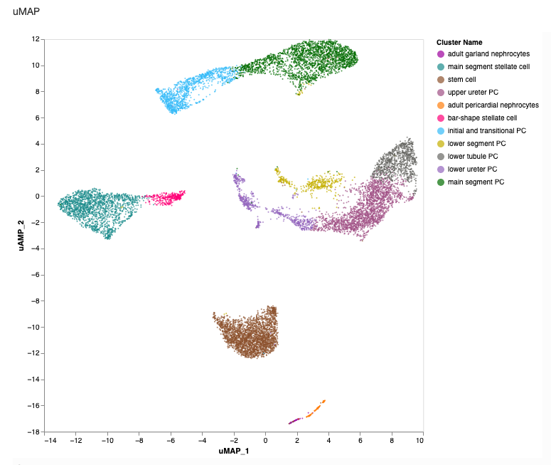 Single Cell Data, Drosophila Kidney tissues at single-nucleus transcriptome resolution 